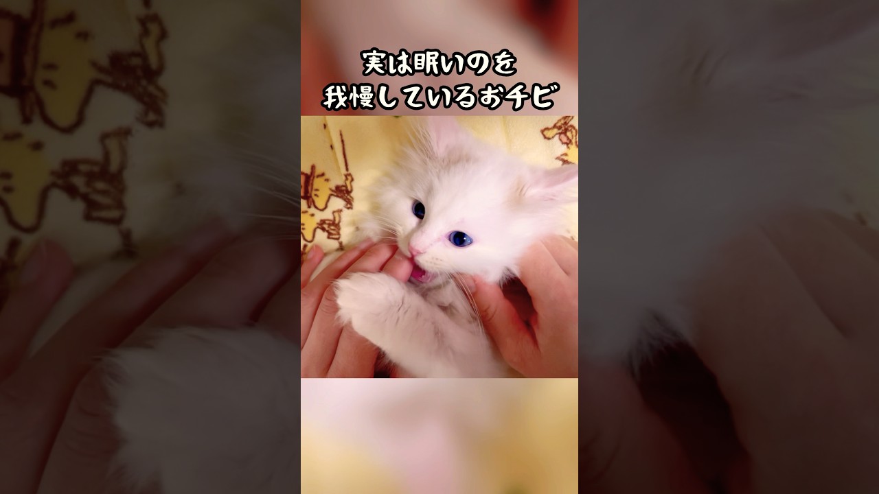 実は眠いのを我慢しているおチビ #猫 #子猫 #ラガマフィン