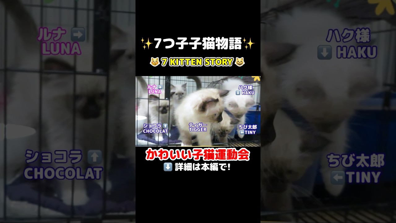 ７つ子子猫の運動会💪 #shorts #ラグドール #子猫