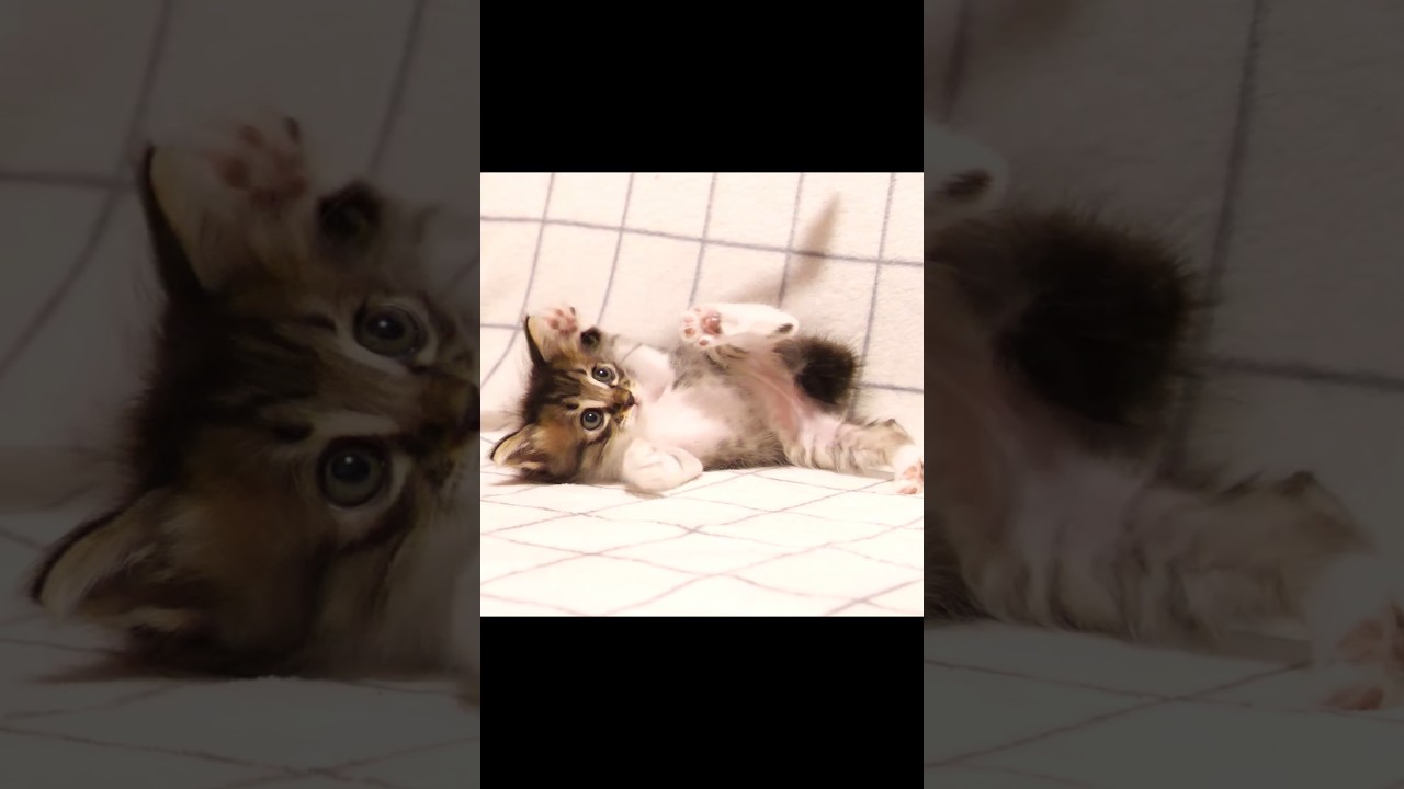 本能が目覚め始めた子猫がやのかステップで踊りだす？#gatto #kitten #子ネコ #cat #meow