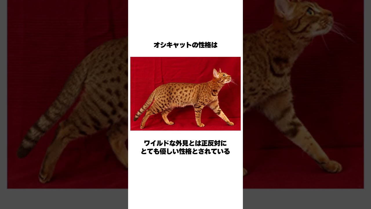 【小さな豹】オシキャット