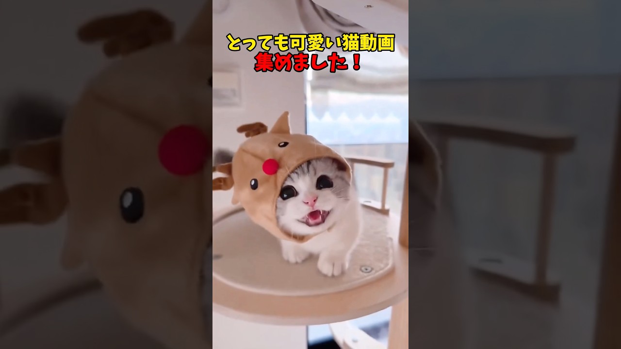 THANK YOU NEKO❤️ #猫 #cat #cats #cute
