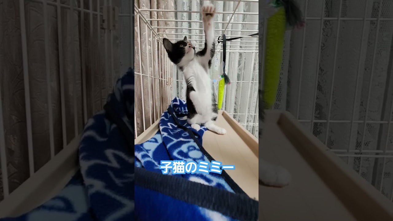 子猫のミミー#子猫 #子猫のいる暮らし#cat #子猫可愛い  #shorts #kusuyama100