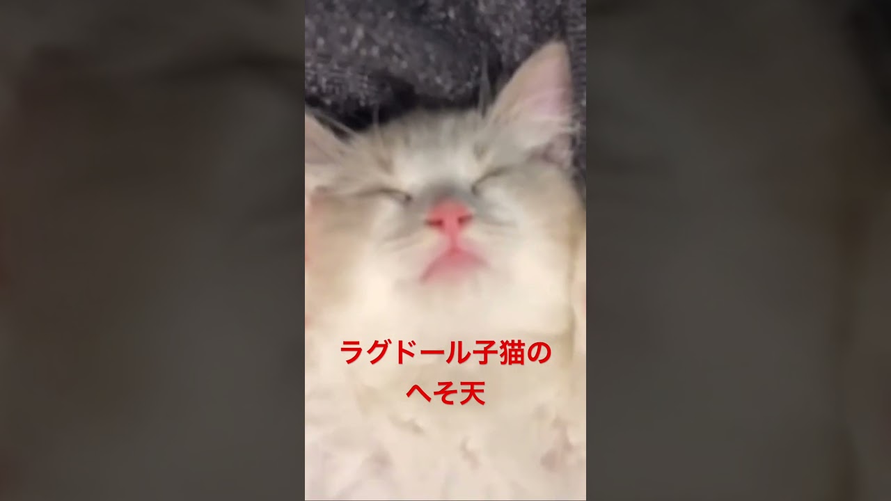 ラグドール子猫のへそ天でございます　#ラグドール  #ラグドール子猫  #pets  #animals  #癒し  #可愛い