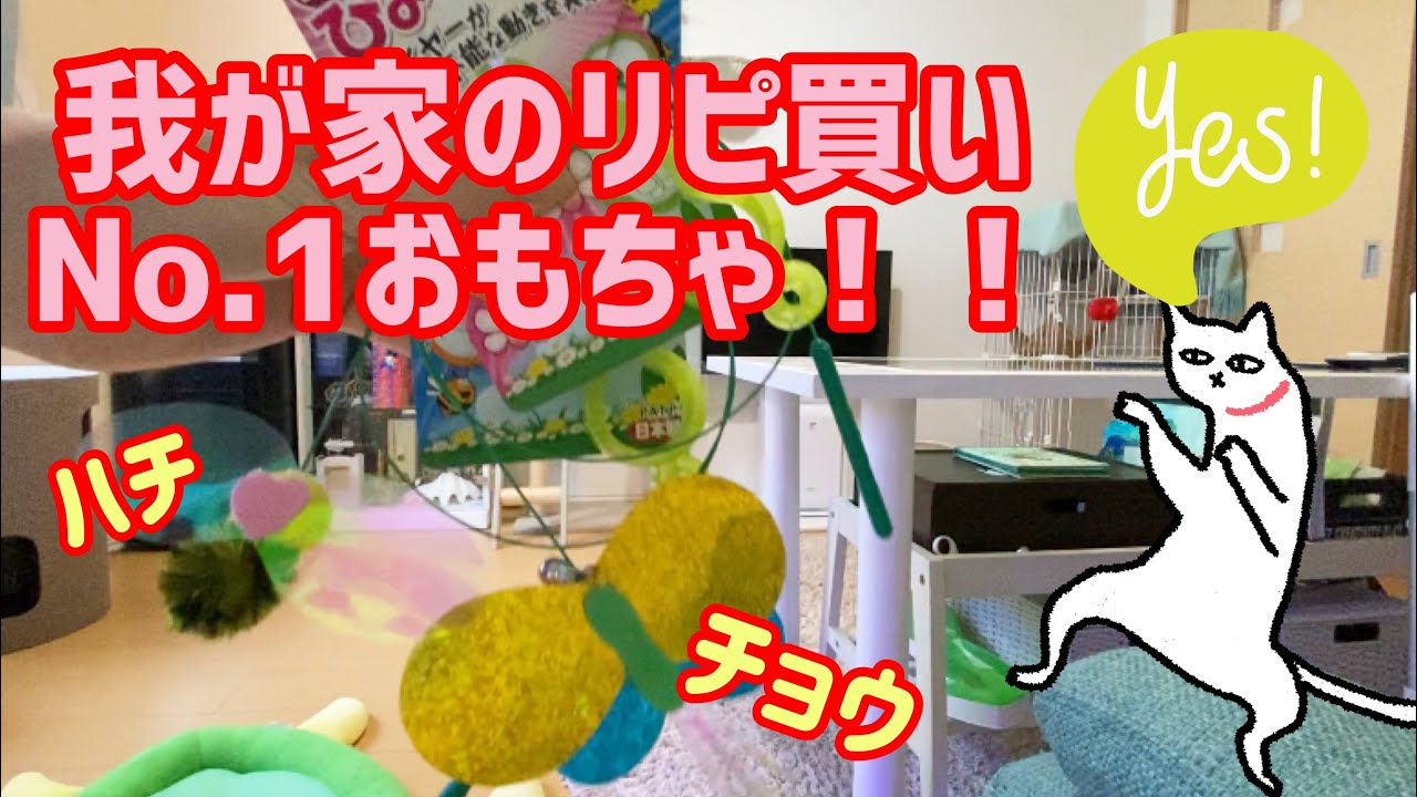 【ベンガル猫、ソマリ】リピート買いNo.1オモチャはコレです‼️