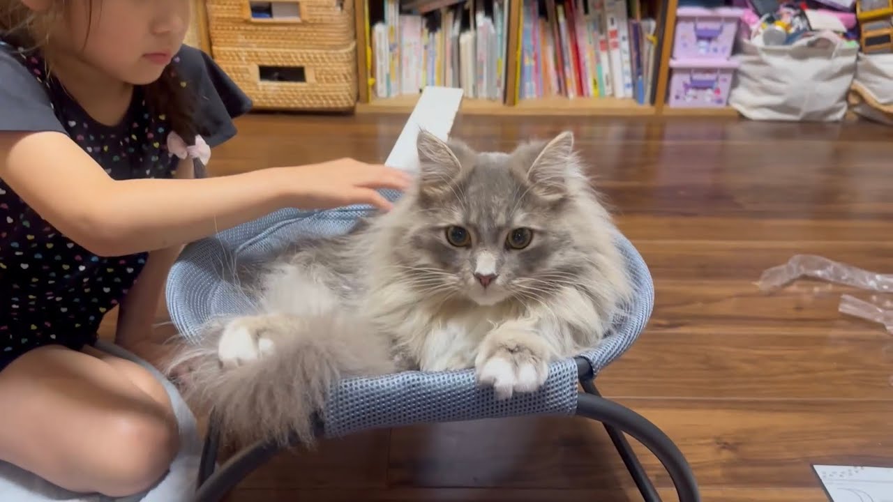 置き型タイプのハンモックを気に入る猫　サイベリアンA cat trying out a new hammock. Siberian