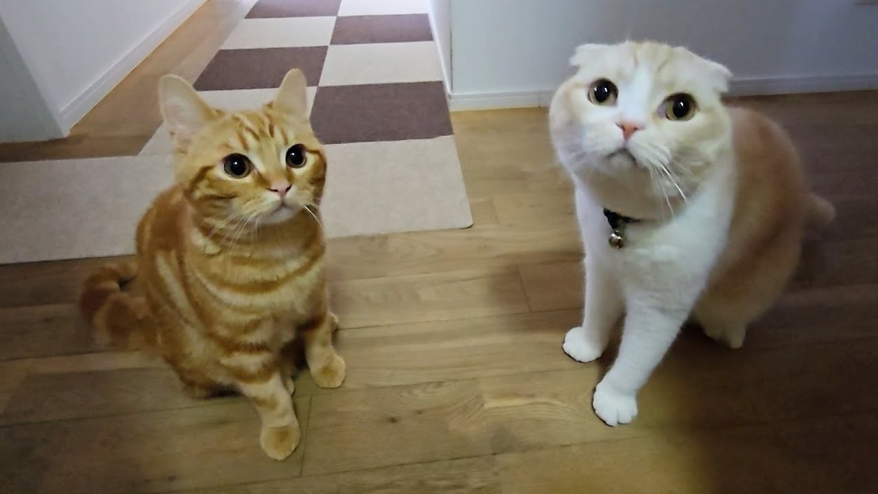 トイレ中に子猫と親猫が何かを伝えにきたのでついて行くと...