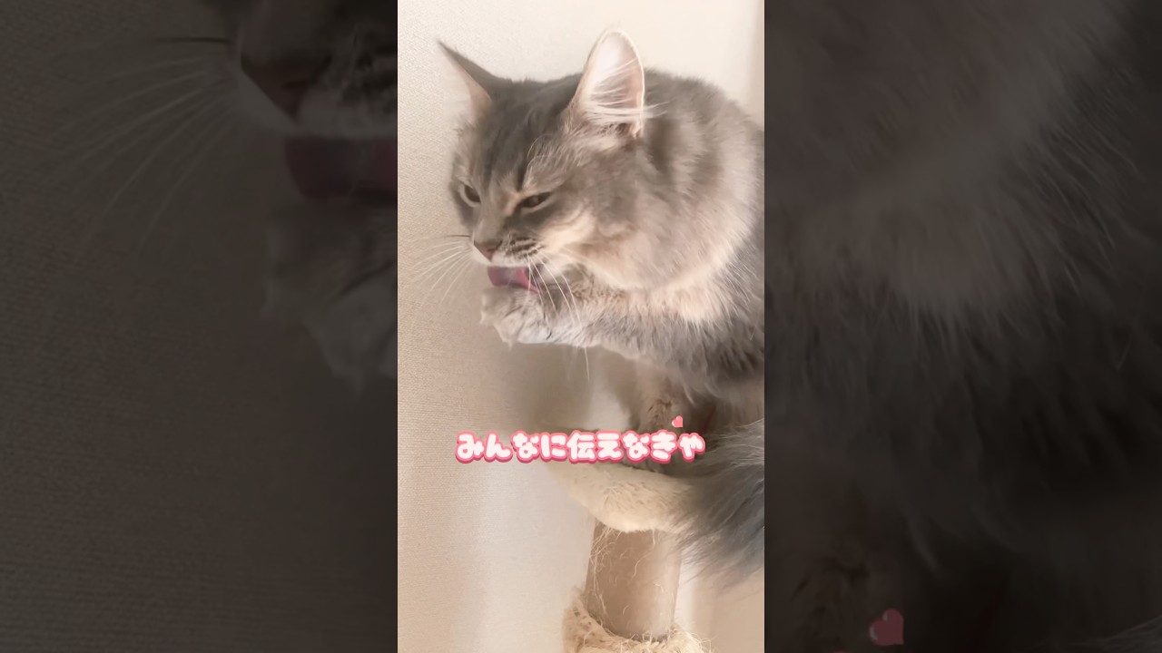 【エッホエッホの歌】猫アルテくん🐱#cat #shorts #somali #ソマリ