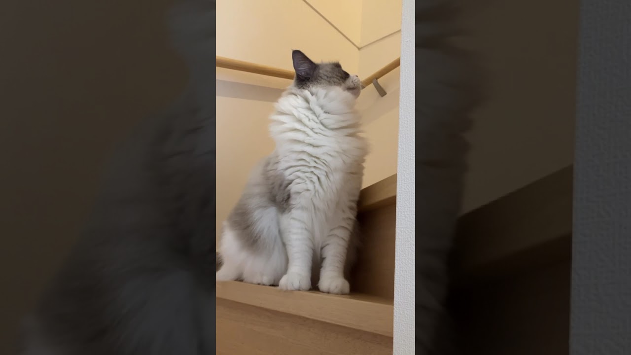 ラグドールまるちゃん　#animals #pets  #ラグドール　#ragdoll  #cat  #catlovers  #cats  #catvideos