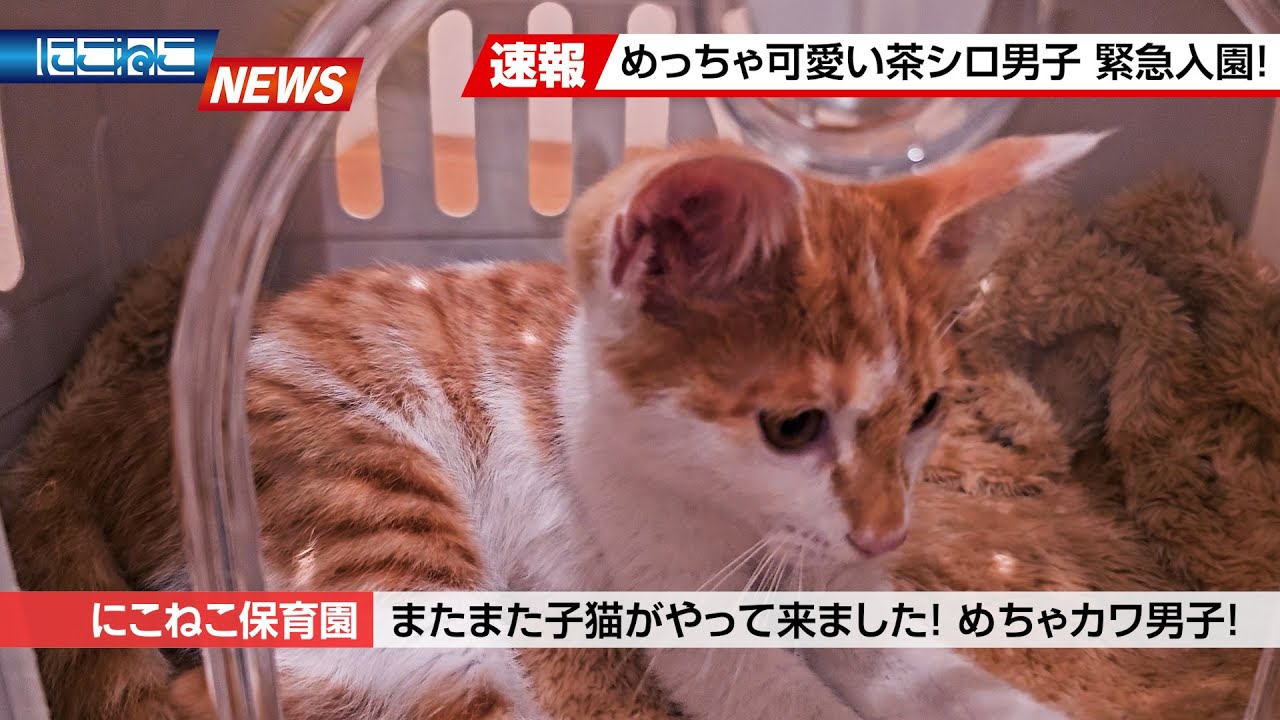 【にこねこ速報】またまたまた...！？茶シロ子猫がご入園しました