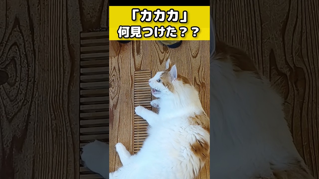 猫の狩猟本能 #猫のいる暮らし #猫 #メインクーン #クラッキング  #cat #mainecoon #catlover​  #catshorts​ #cute​ #cutecat​ #fyp​