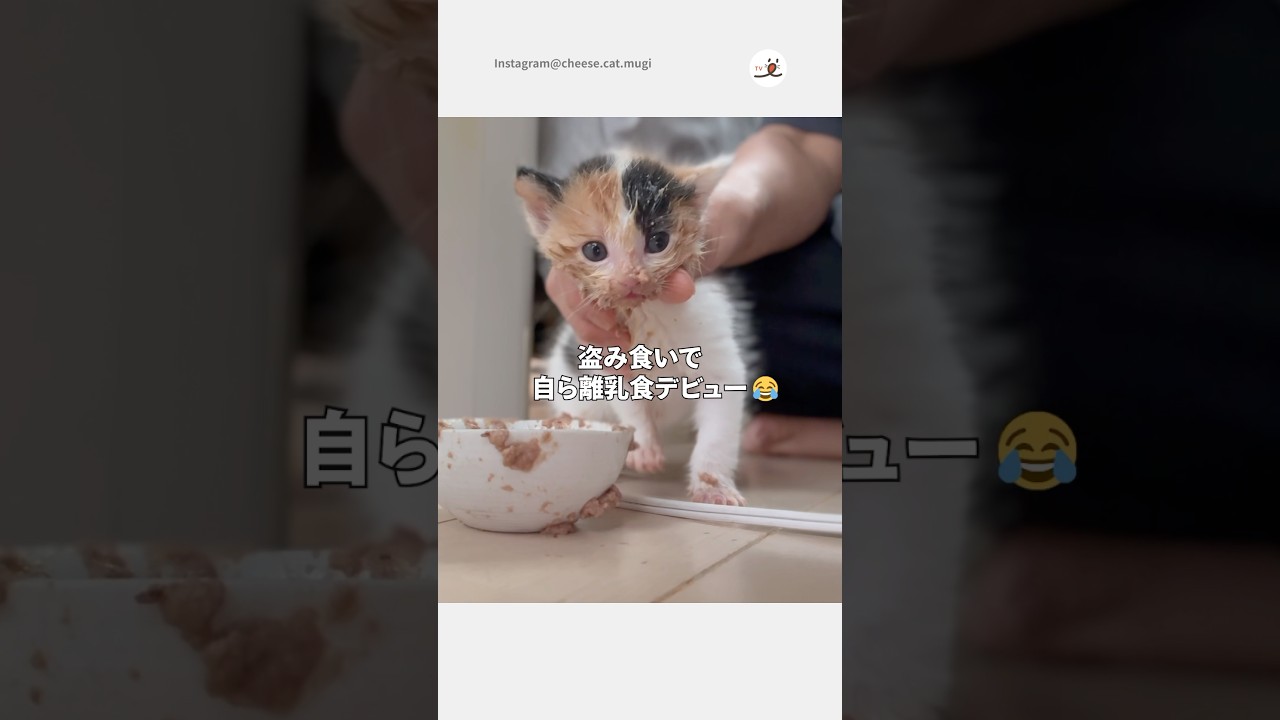 顔までドロドロな子猫ちゃん😅｜PECO #shorts