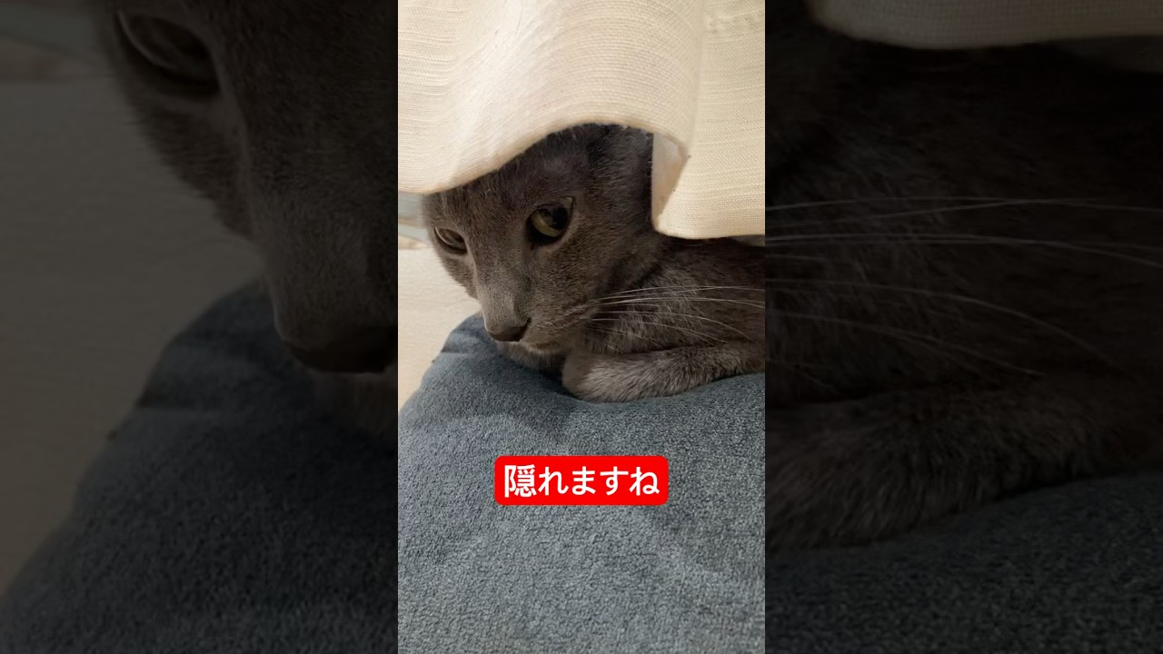 ソファとカーテンの間が好きな猫#ロシアンブルー #猫 #cat