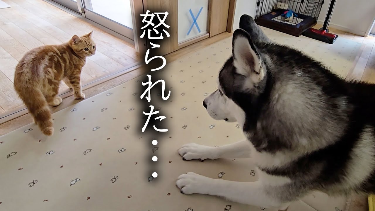 本気でハスキー犬に怒られた子猫はこうなります...