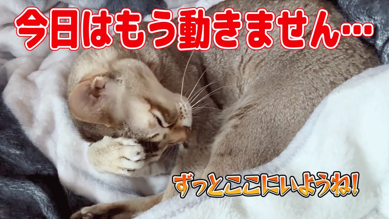 【シンガプーラ】今日はもう動きません！飼い主も動きません笑！まったりと過ごす時間をお届けします#singapura #cat #animals