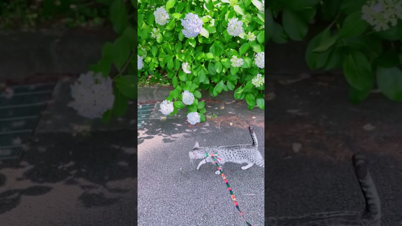 最後の方の黄色い花が何か気になる😸#癒し動画 #cat #ねこ#ocicat #散歩する猫 #猫のいる暮らし