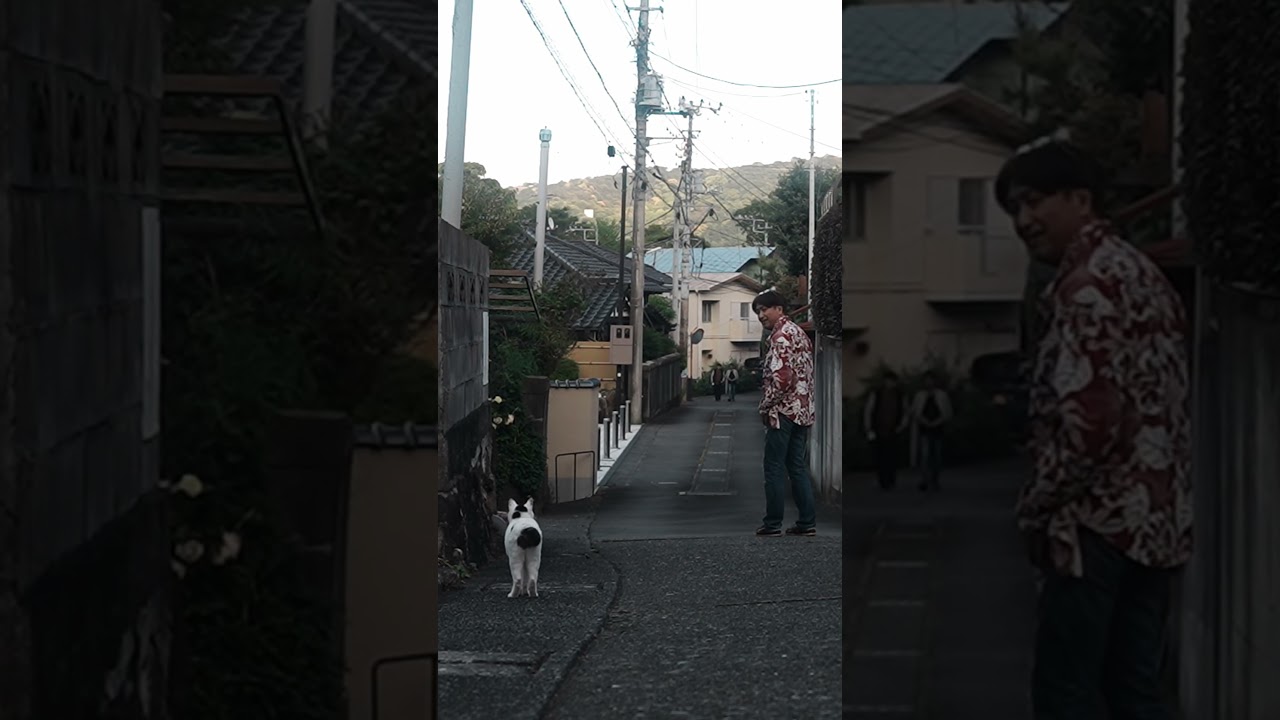 チッポ！ふりふり！ニャ？前から誰か来るニャ！猫は視力が弱いニャンて嘘ニャンよ！熱海│伊豆│ジャパニーズ・ボブテイル│保護猫│野良猫│散歩猫