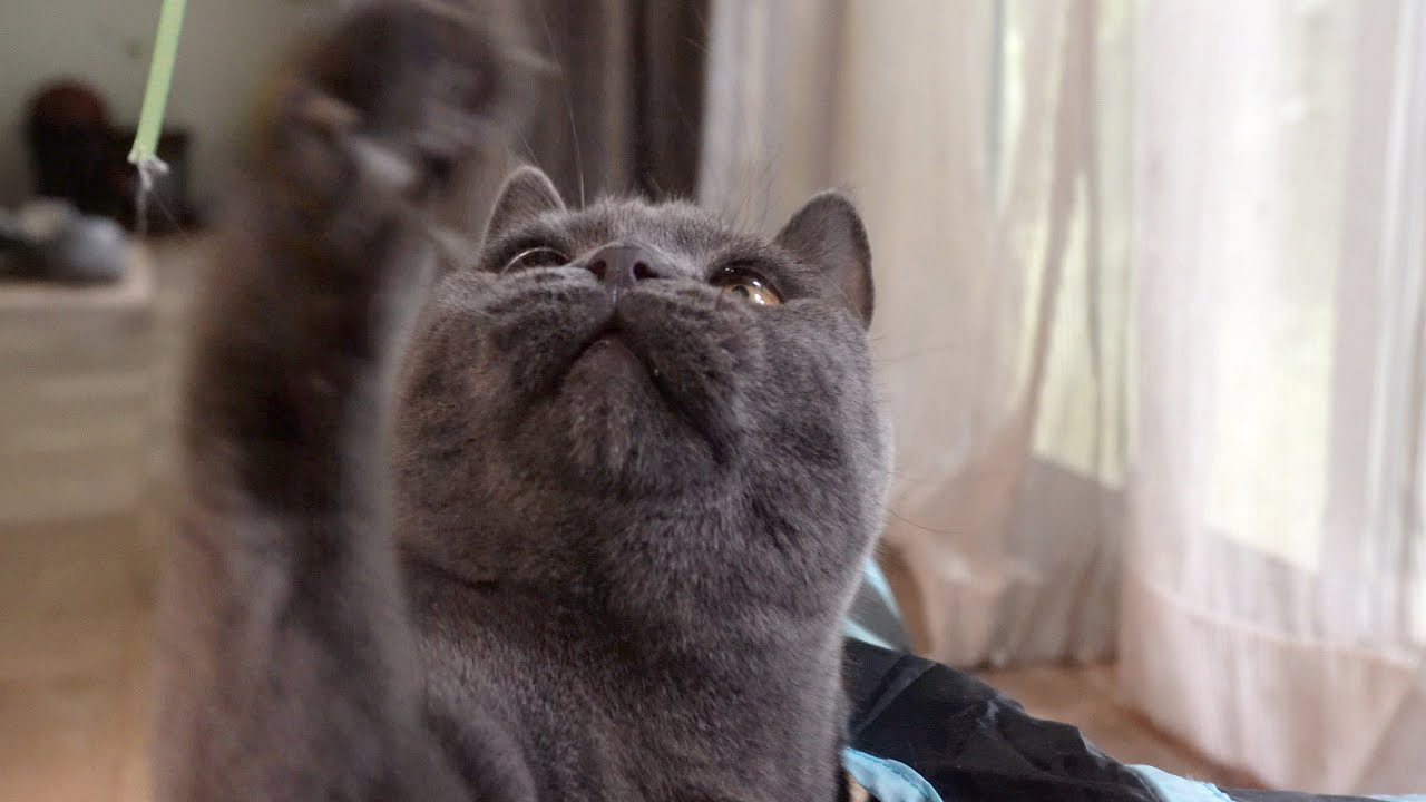 猫パンチ解禁しました　　【ブリティッシュショートヘア】