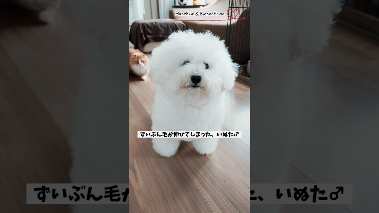 【ビションフリーゼ】トリミングに行ったらおっさんから子犬になった 【犬と猫、両方飼ってると毎日かわいい♥】