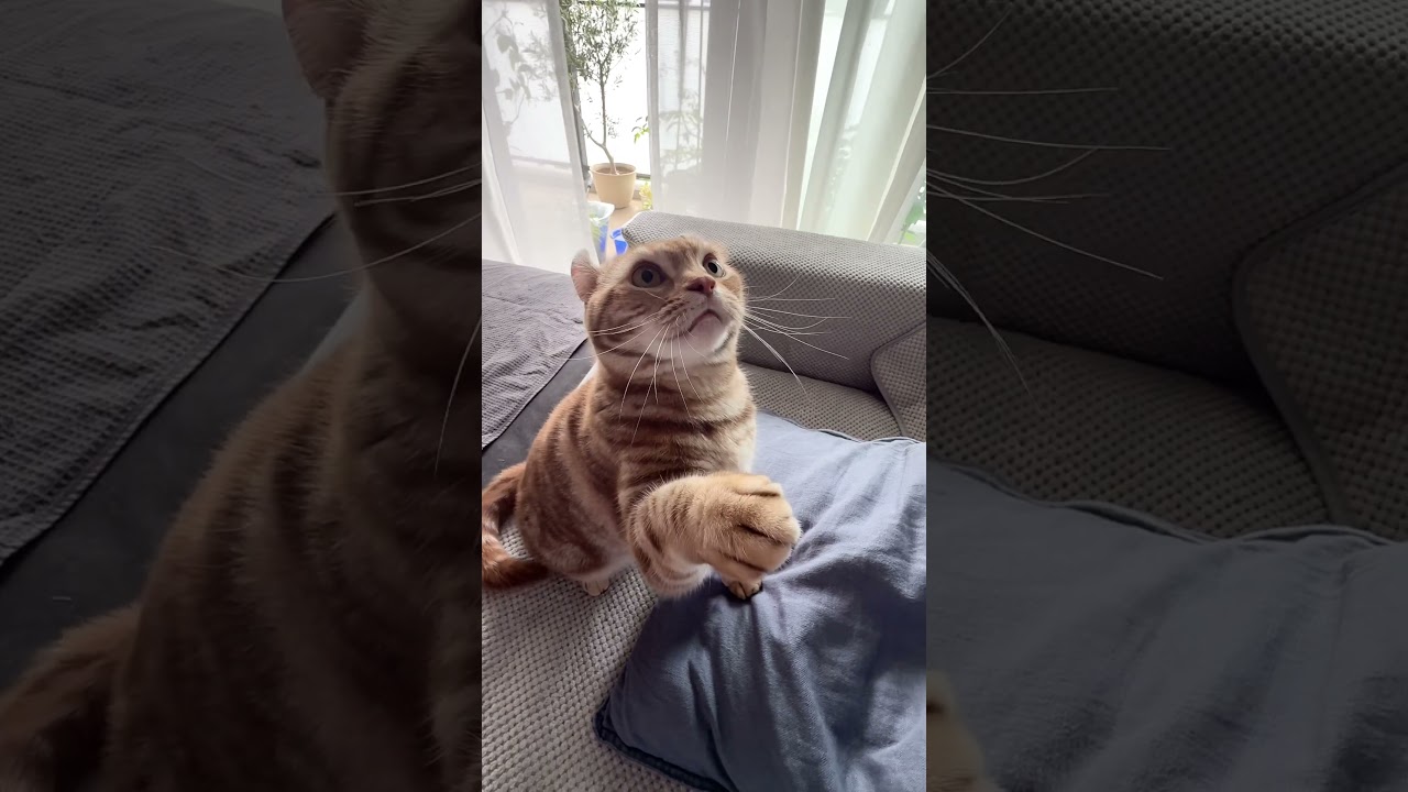 猫ルイちゃんの鳴き声連発 #遊んでと鳴く猫 #cat #アメリカンカール #cute #猫の鳴き声 #American curl