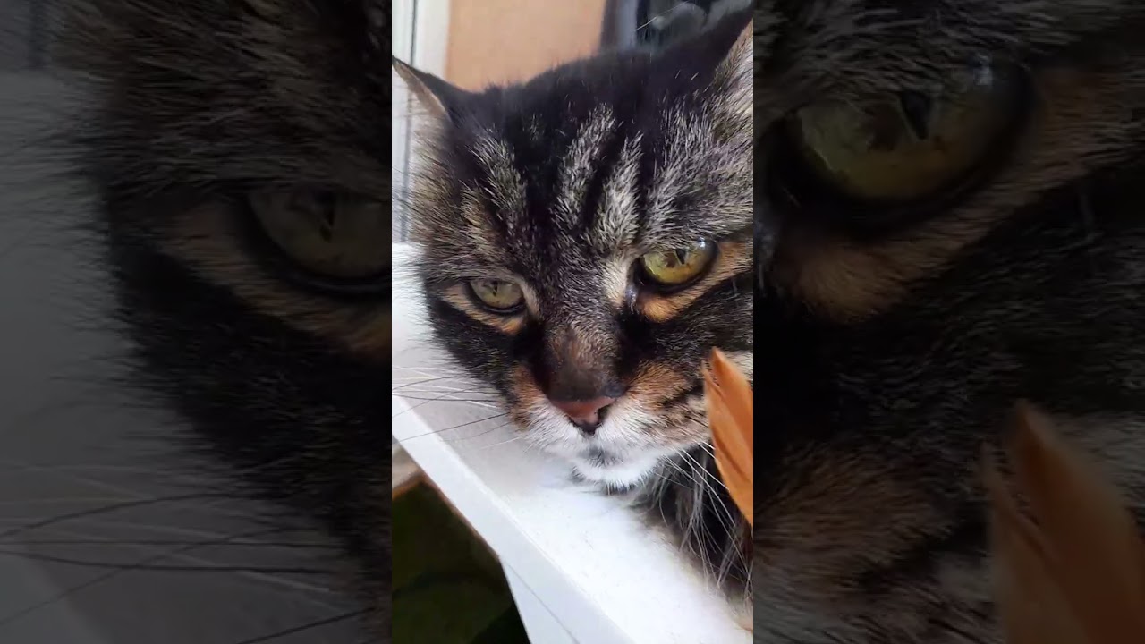 Игры пушистика  #мейнкун #красивыйкот #большойкот #котиграет
