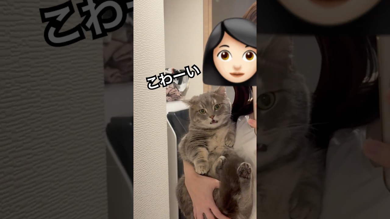 日本語喋るネコ#shorts#ねこのいる生活 #猫#cat
