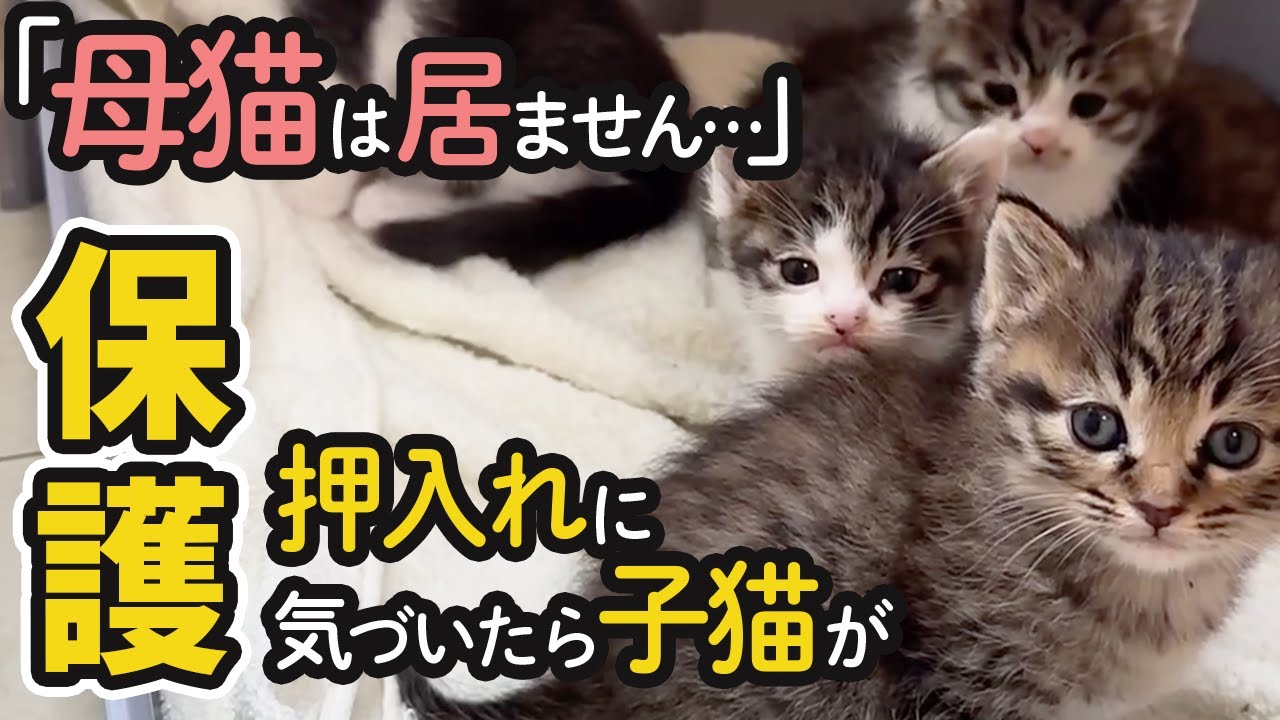 【子猫保護】押入で発見され…自治会に拒否された地域猫たち