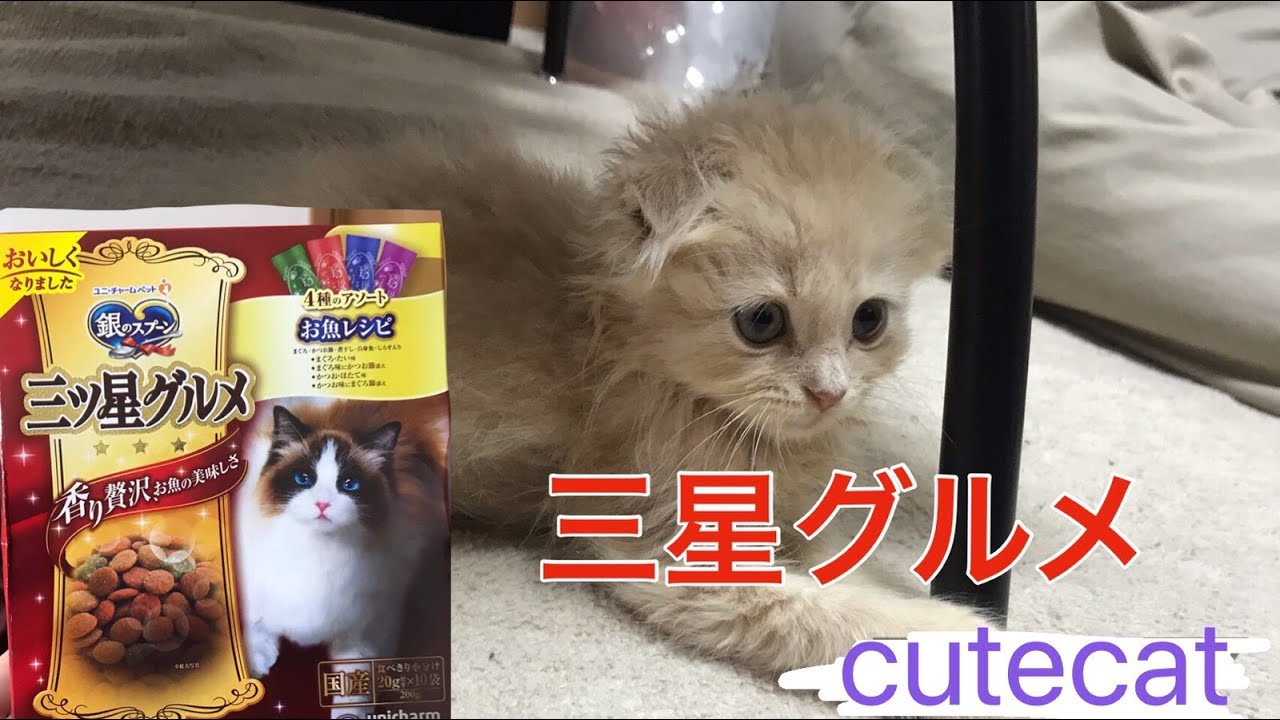 子猫に三ツ星グルメあげてみた！【メインクーンとスコティッシュフォールド】