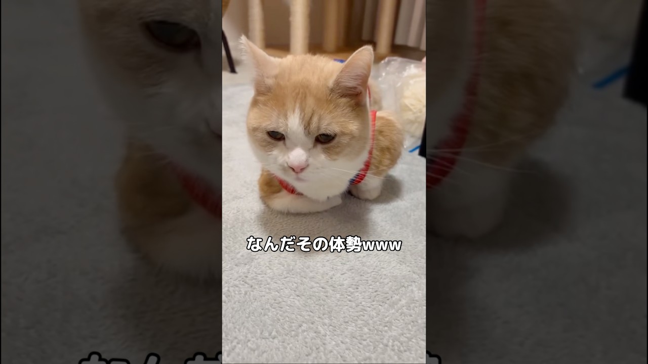 なんだこれwww #マンチカン #マンチカン短足 #shorts