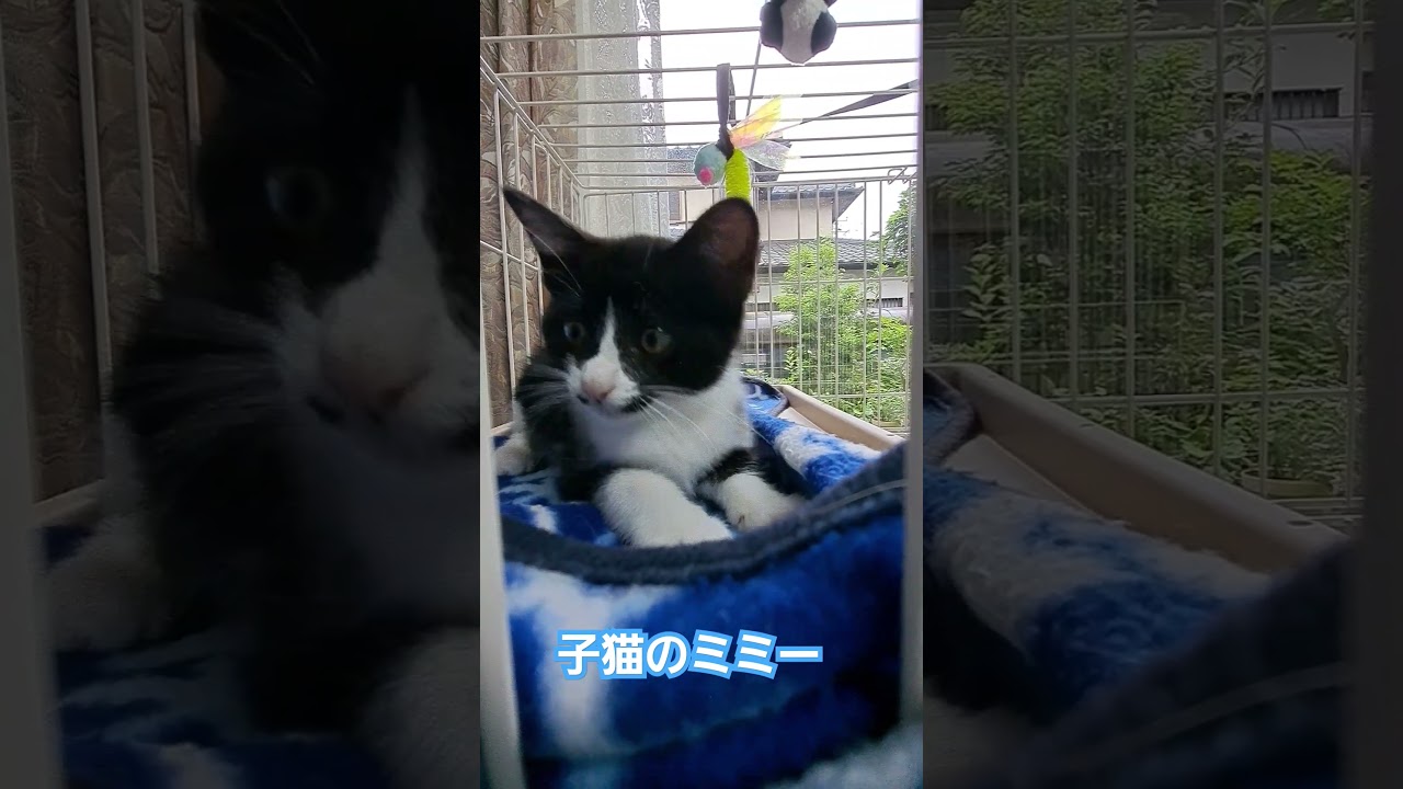 子猫のミミー😃#cat #子猫 #子猫のいる暮らし #cat #shorts #こねこ