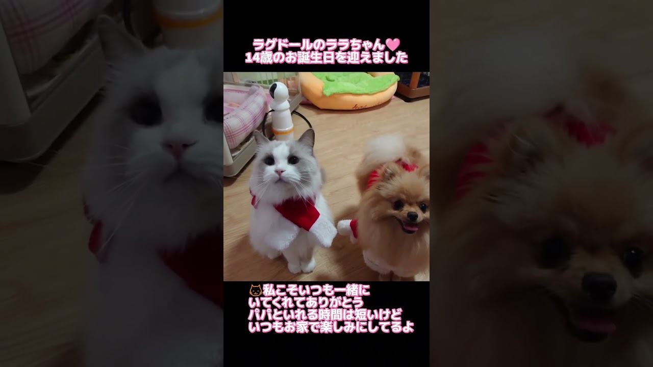 ラグドールのララちゃんが14歳の誕生日を迎えました♥️ポメラニアンの子犬#cute #kawaii #Ragdoll #cat #アニマルコミュニケーション
