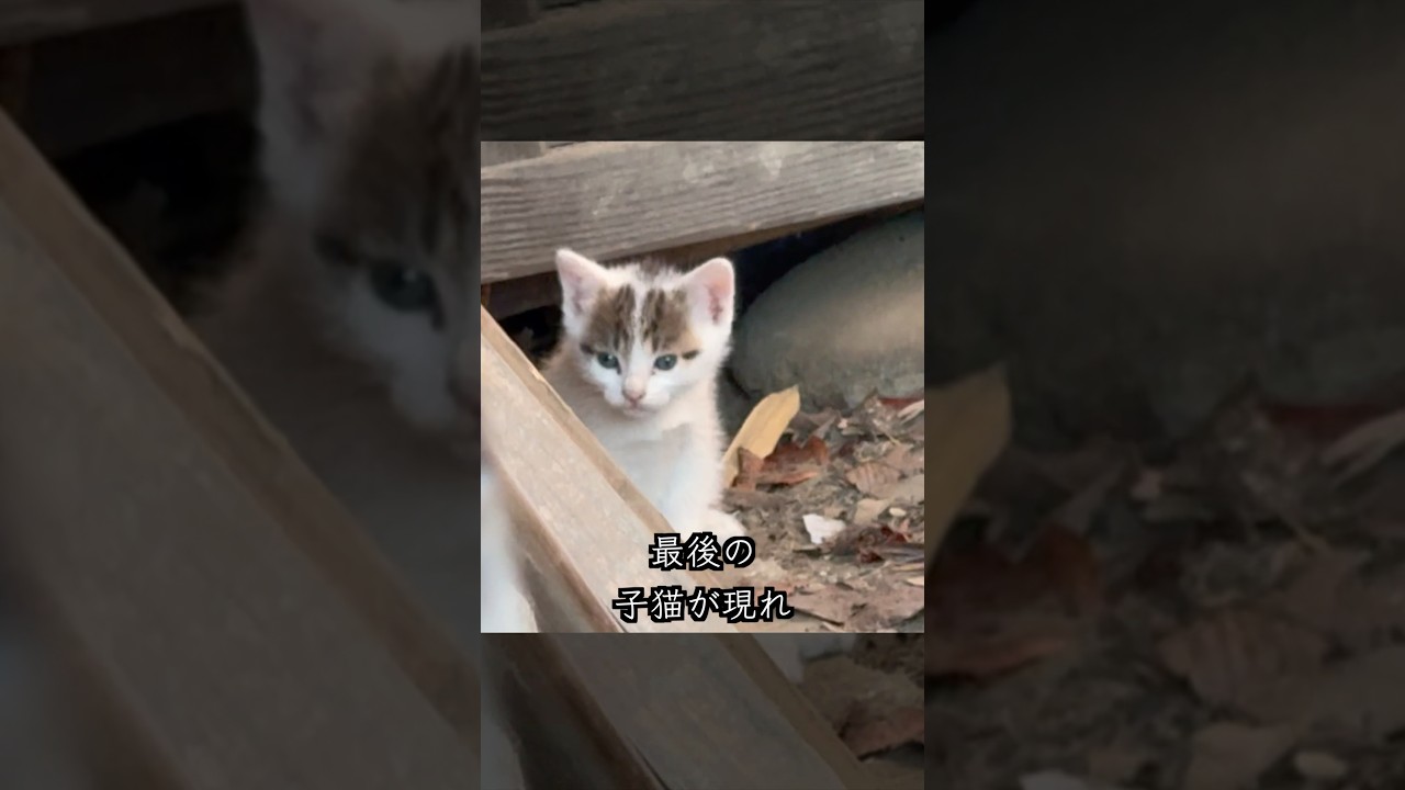 1ヶ月の野良子猫3匹と母猫、まとめて保護しました #shorts  #子猫動画 #保護子猫