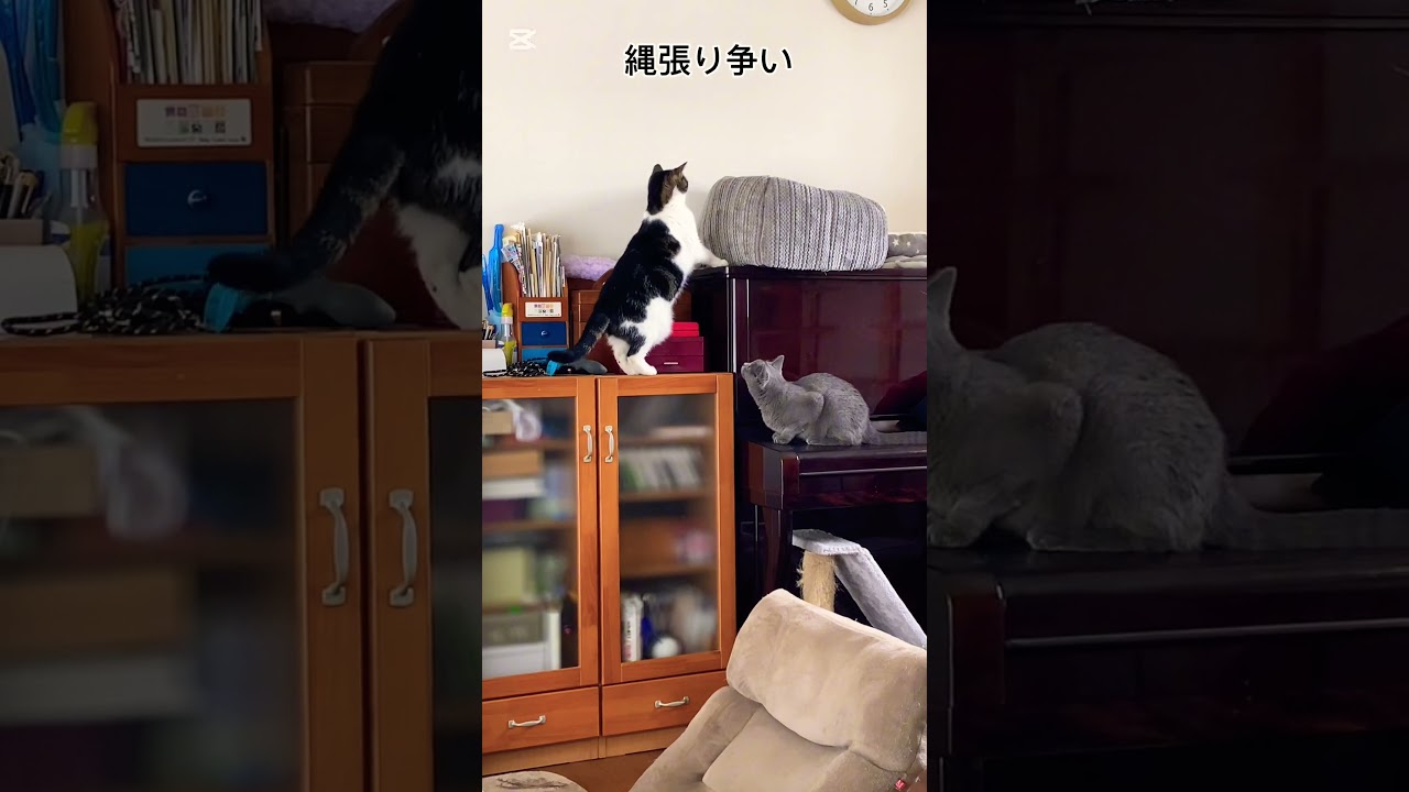 猫の縄張り争い　#shorts #ショート #子ネコ