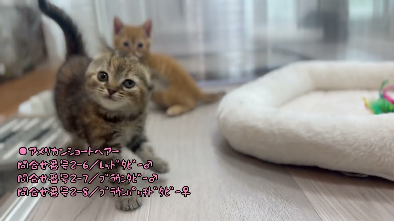 ４月生まれアメリカンショートヘアー（問合せ番号2-6~8）