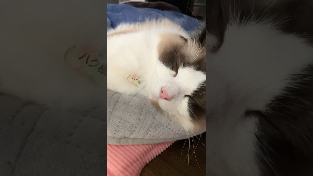 幸せな飼い主💧　#猫  #cat  #ラグドール