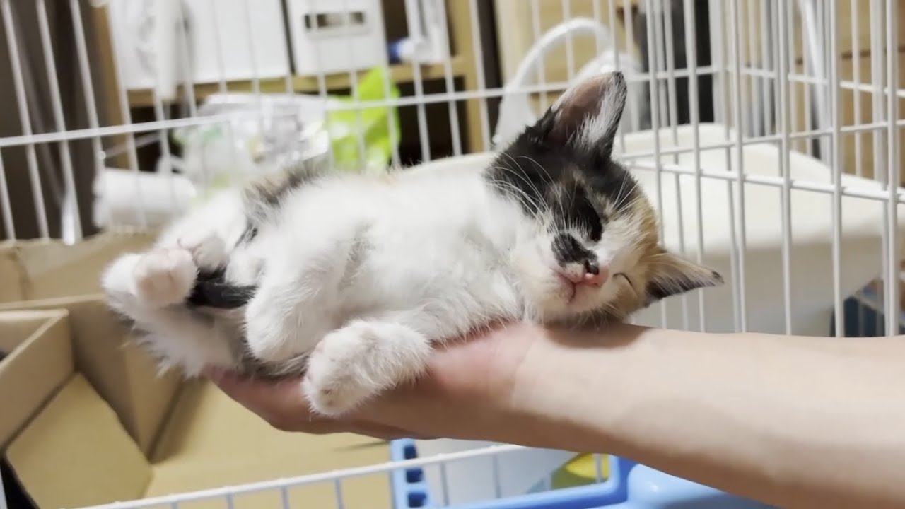 息子の手のひらで電池が切れて寝てしまう子猫