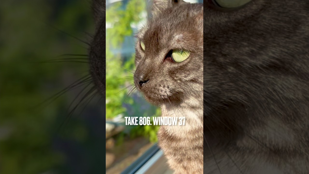 #にゃるそっく #ニャルソック #お天気☀️ 嬉しい #窓辺の猫 にゃ‼️#egyptianmaucat #エジプシャンマウ #エジプシャンマウの仲間たち #エジプシャンマウスモーク #shorts