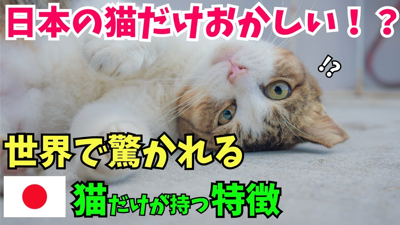 【日本猫の魅力】世界が驚く日本の猫だけが持つ特徴