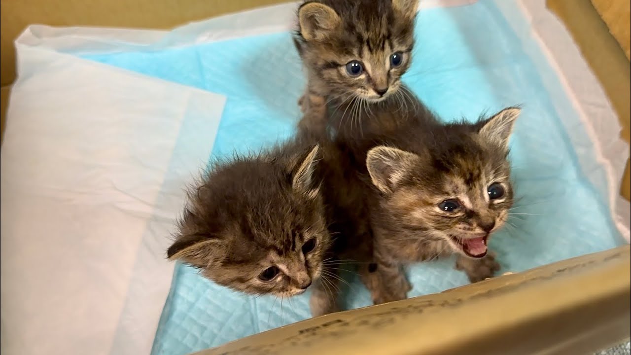 母猫がいない低体重子猫をご近所さんが連れてきました。
