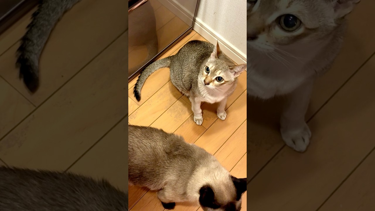 ごはん待ちしていたのに食べ残すシンガプーラともったいないから食べてあげるたぬき猫なのにゃ♪#cat #シンガプーラ #トンキニーズ#たぬき猫#singapura#tonkinese