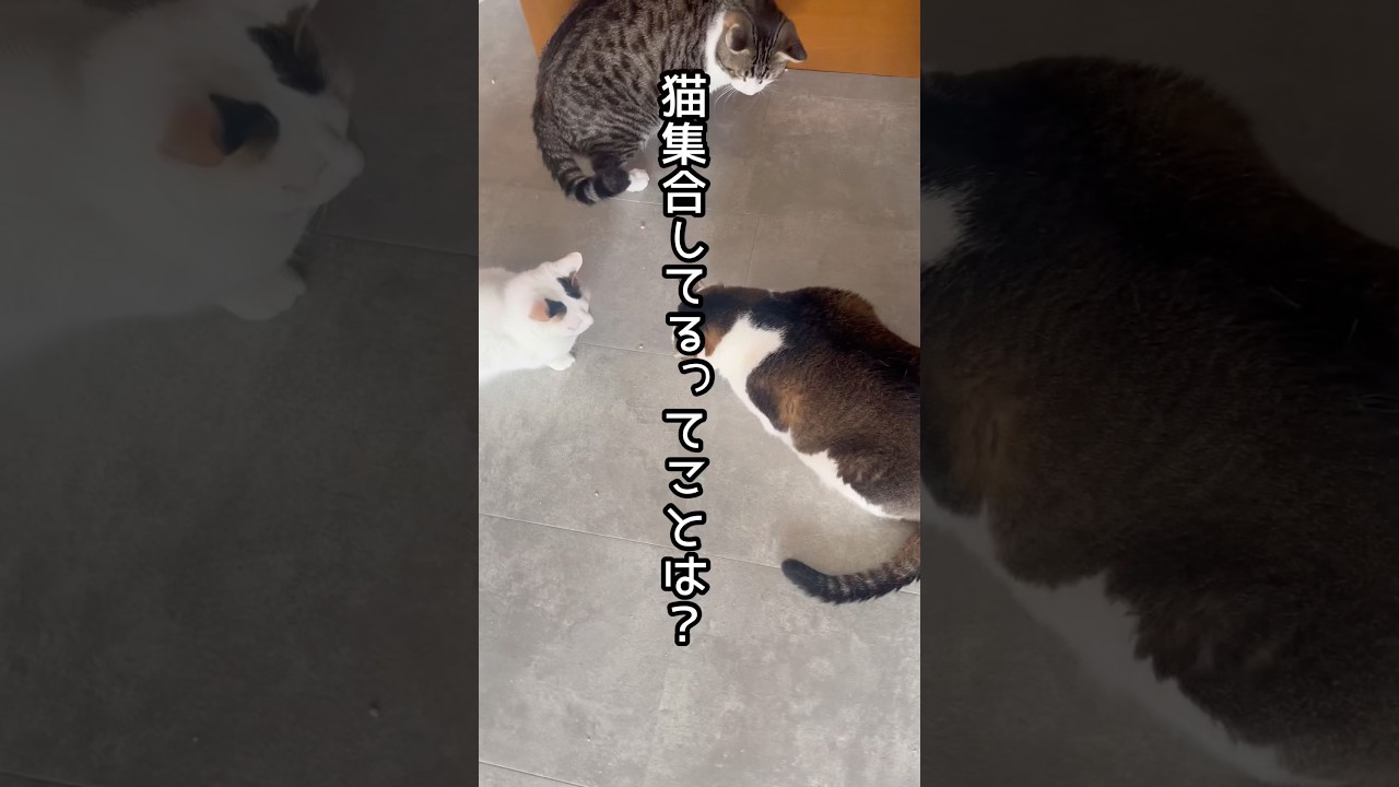 虫さん、うちに来ないで〜#保護ねこのいる暮し #保護猫 #猫の多頭飼い #鯖次郎 #令次郎#こもも#諭吉