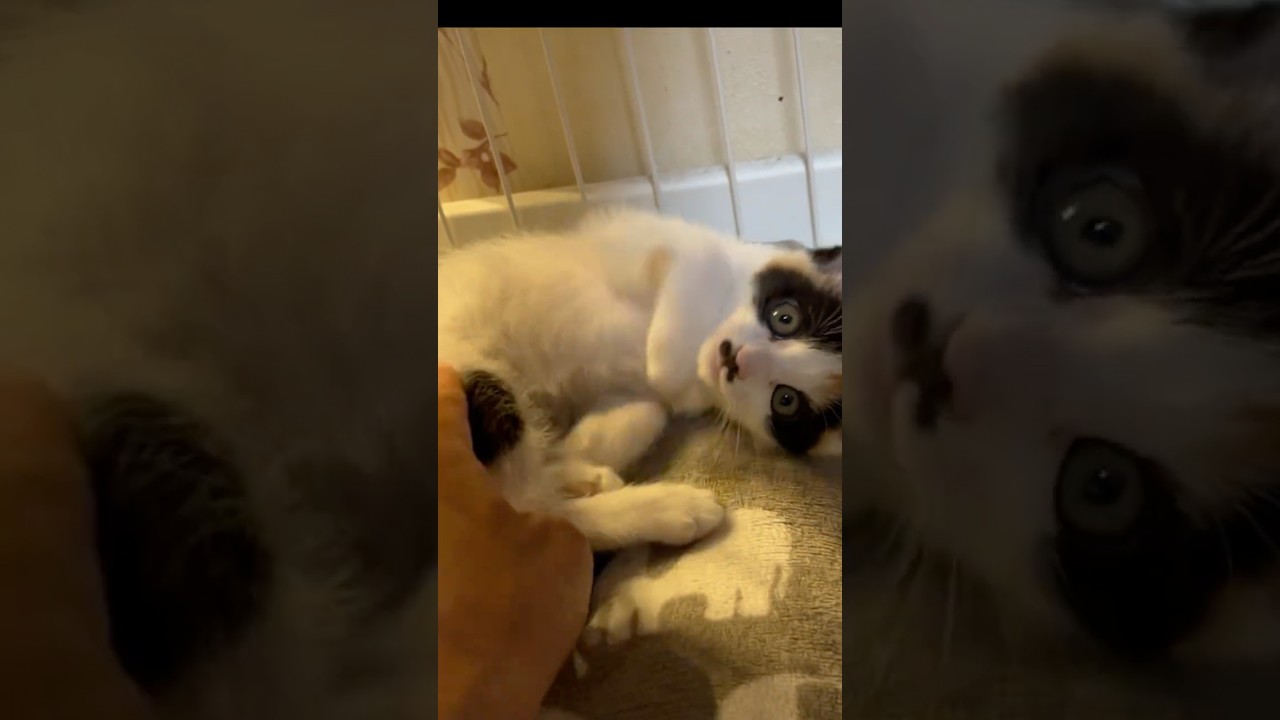 【保護猫】初めて我が家かなきた三毛猫のきなこ社長！#保護猫 #子ネコ #猫のいる暮らし #shorts #きなこ