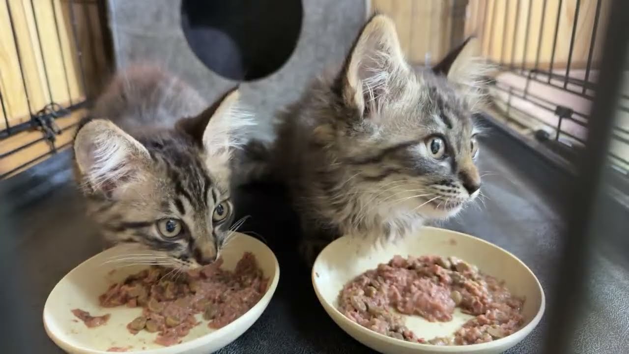 廃墟から保護した２匹の子猫です