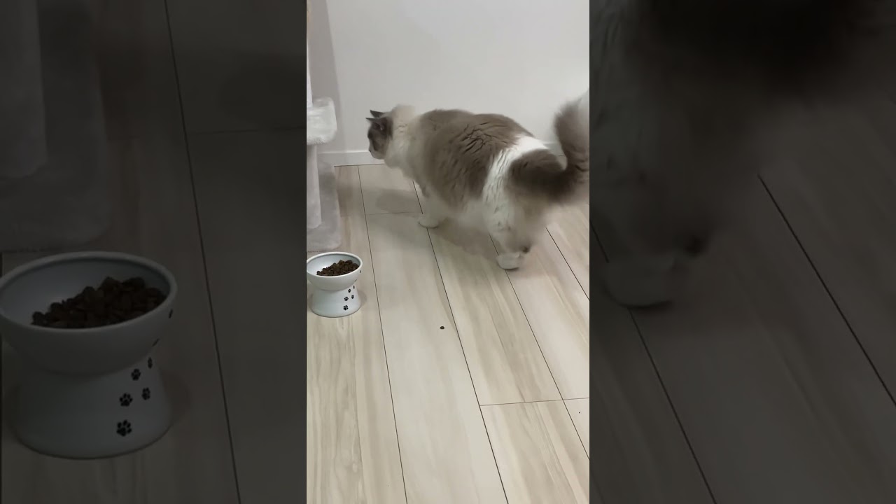 ラグドール　マルちゃんのボール遊び　#ラグドール  #animals  #cat  #catlovers  #cats  #catvideos  #catshorts