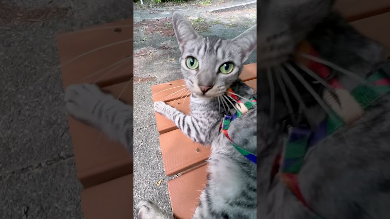 ご機嫌に公園で寛ぐユキオさん😹#癒し動画 #cat #ocicat #散歩する猫#ねこ #猫のいる暮らし