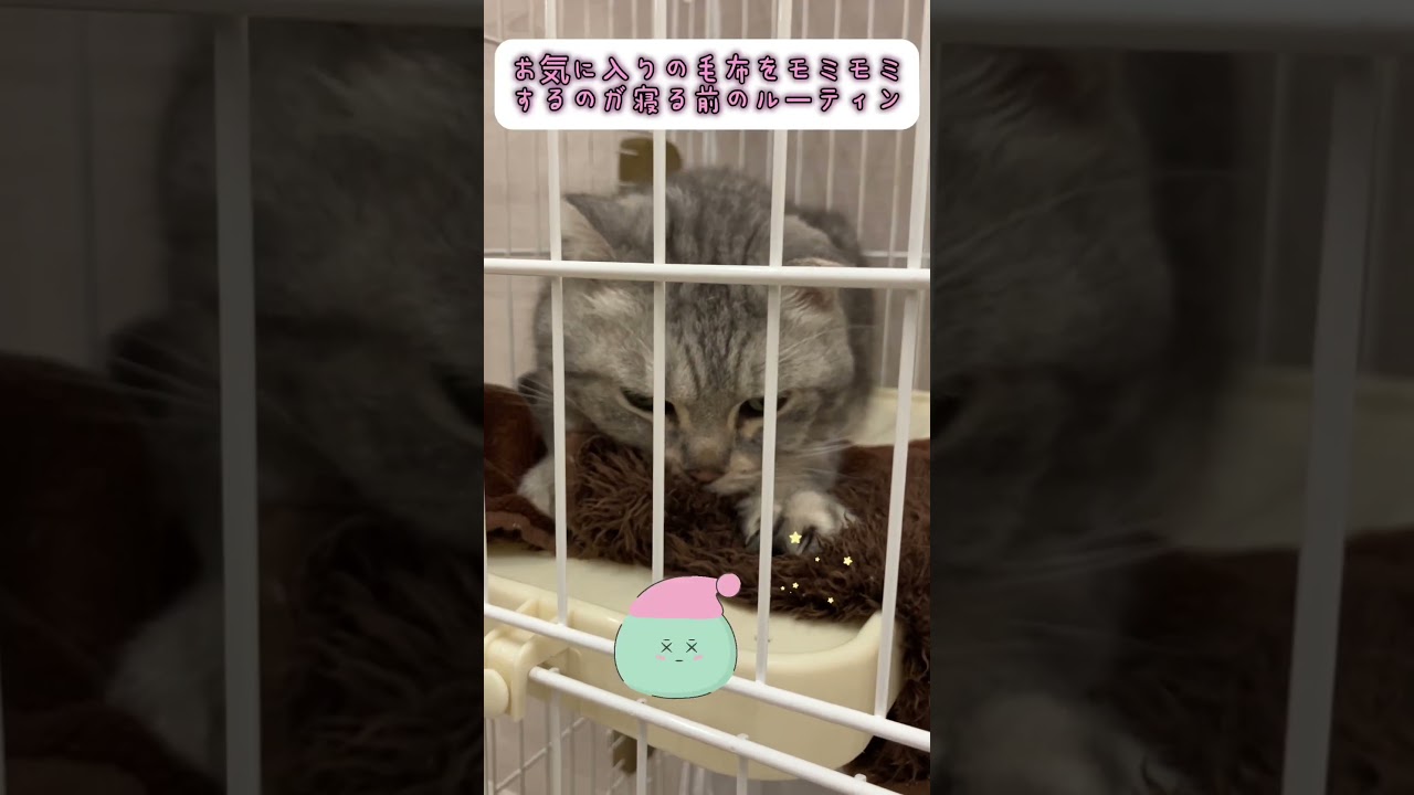 #里親募集 #猫のいる暮らし #ふわふわ猫 #日光 #スコティッシュフォールド #譲渡会#ペッツファースト