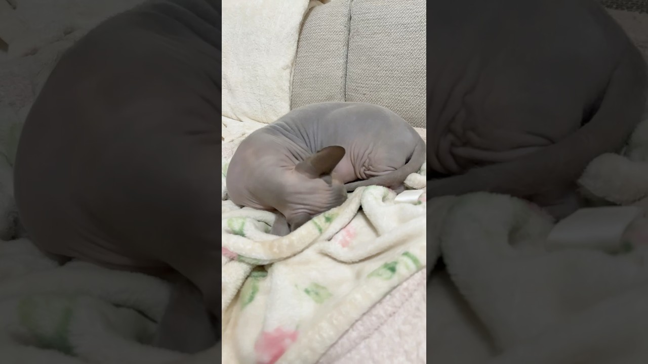 丸まって眠る毛のない猫【スフィンクス】