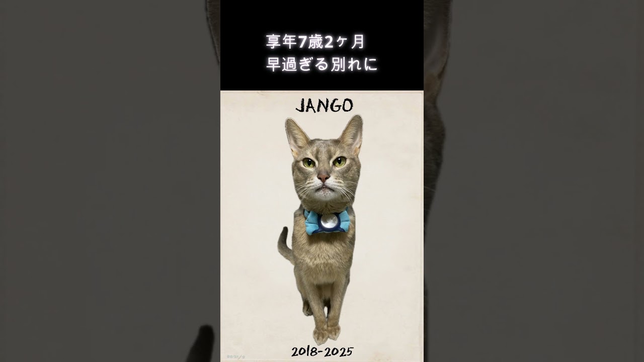 お知らせ(悲しくてやりきれない) #shorts  #アビシニアン #チワワ