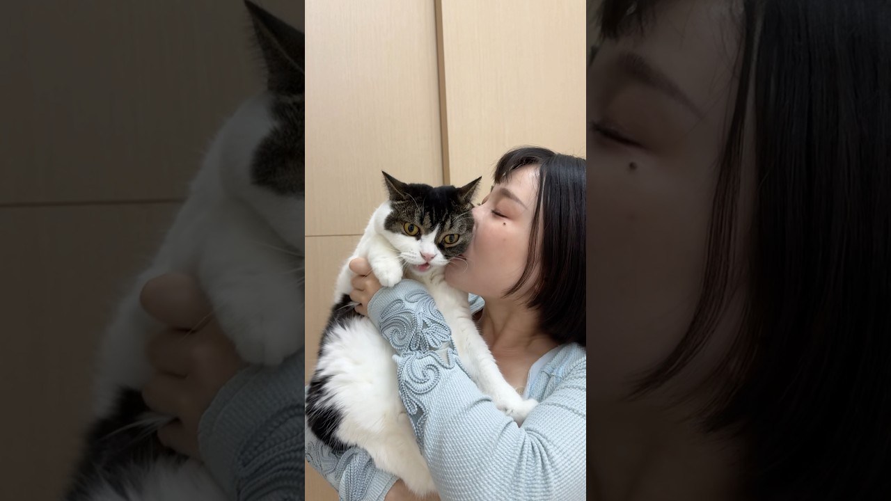 可愛すぎて吸ったら怒られたw #shorts #cat