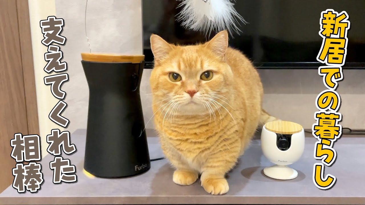 普段見られない愛猫の暮らしの一部始終を覗いたら楽しすぎました…！