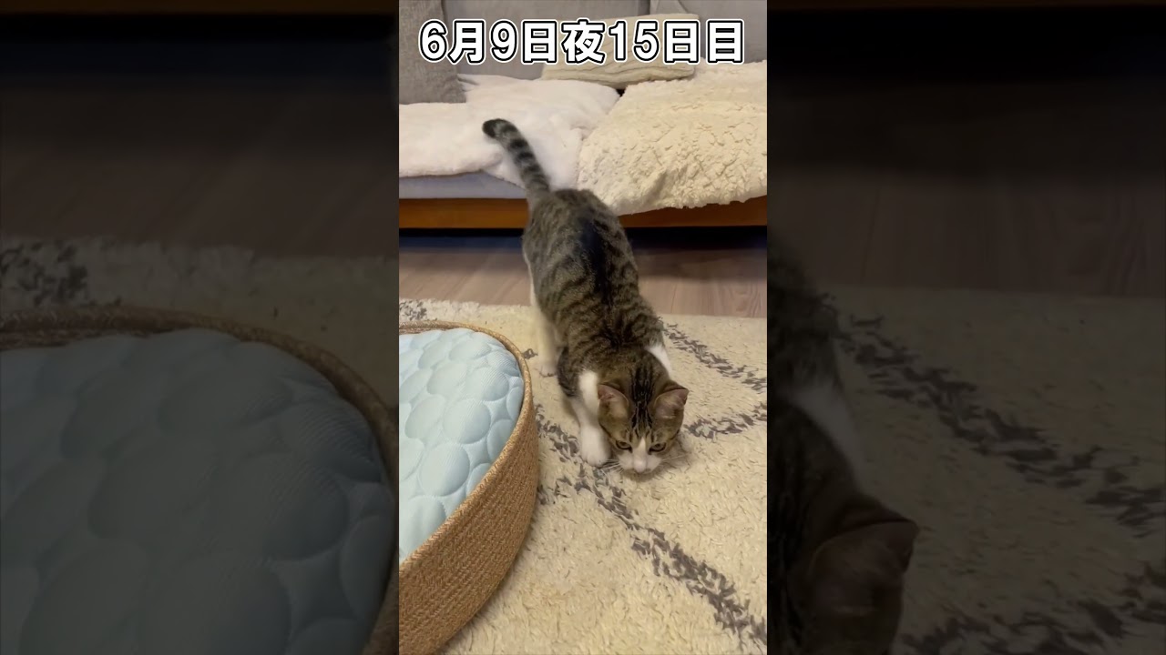 ハルのFIP闘病記「絶対に負けない」 15日目、16日目 #shorts #猫 #子猫